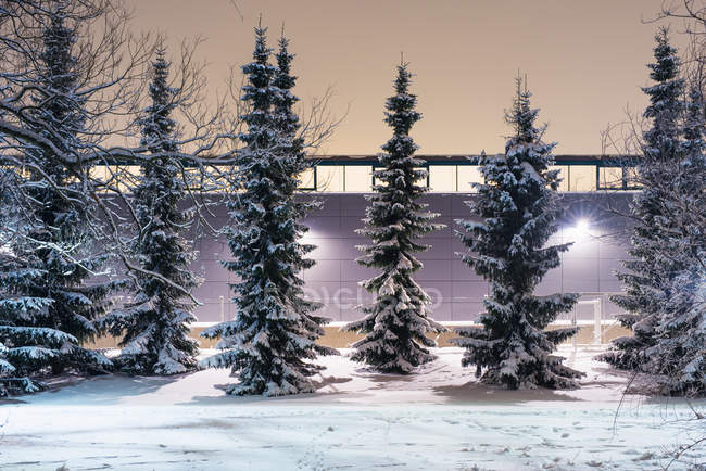 Ряд заснеженных деревьев на фоне освещенной стены — стоковое фото