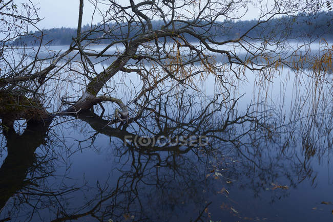 Ива, выступающая из воды, северная Европа — стоковое фото