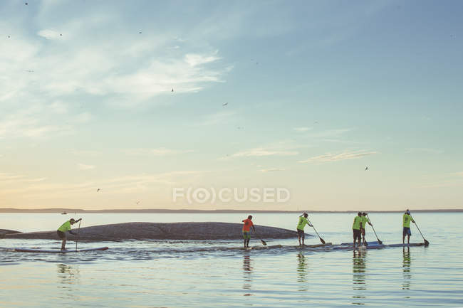 Paddlers during race at sunrise — Stock Photo