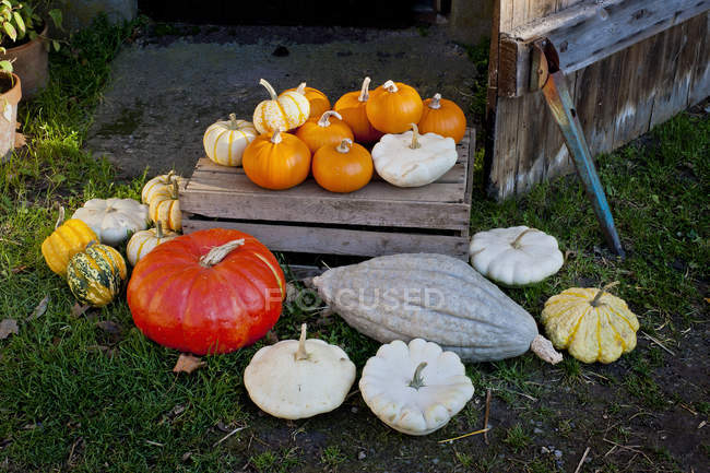 Elevated view of various pumpkins and gourds — Stock Photo