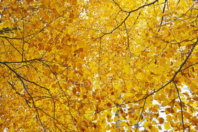 Низький кут зору золотого осіннього листя на деревах — стокове фото