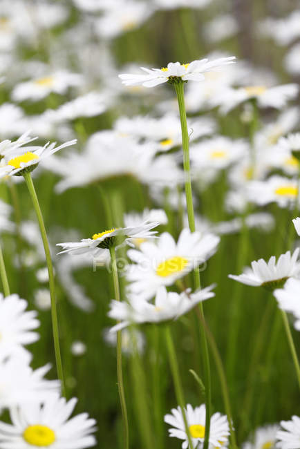 Close up tiro de flores de camomila no campo — Fotografia de Stock