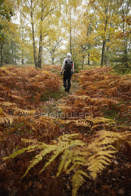 Rear view of mid adult woman hiking in forest — Stock Photo