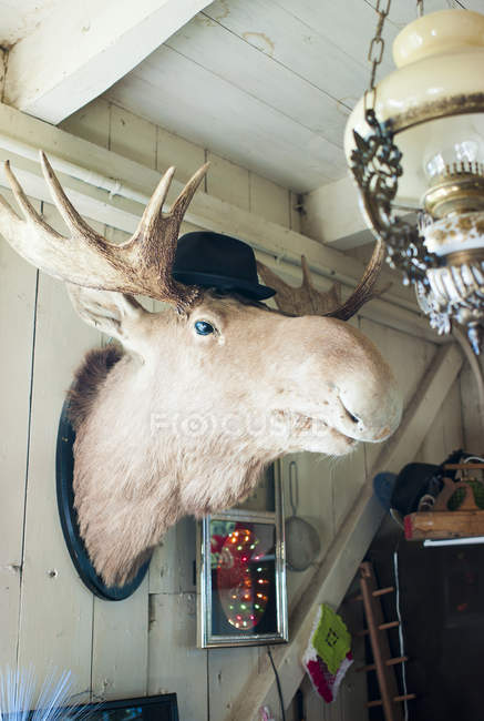 Moose head in black hat on wall — Stock Photo