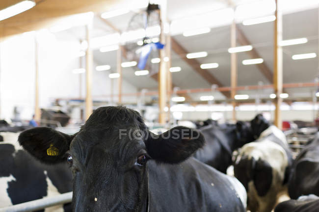 Domestic animals at farm, focus on foreground — Stock Photo
