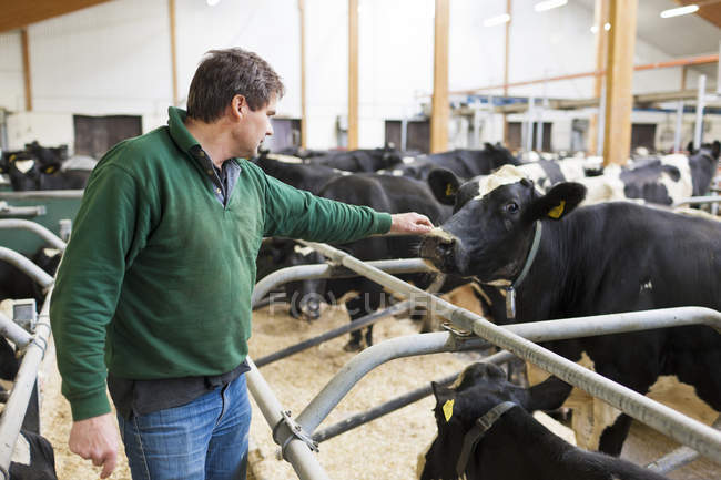 Mann streichelt Kuh in Milchviehbetrieb — Stockfoto