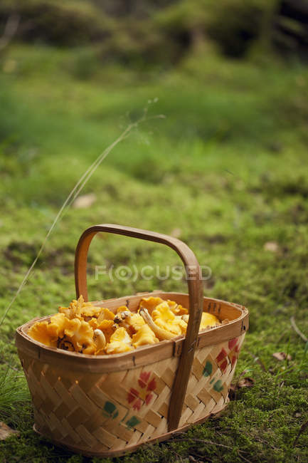 Крупним планом гриби лисички в кошику, вибірковий фокус — стокове фото