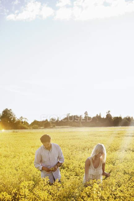 Couple in sunlit field, focus on foreground — Stock Photo