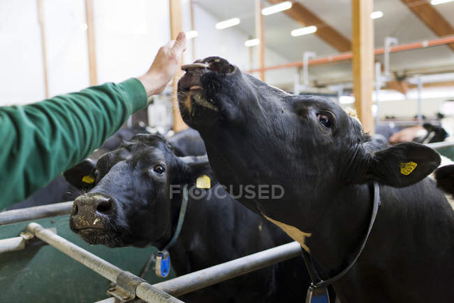 Man reaching to cow in dairy farm — Stock Photo