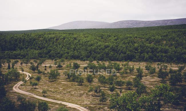 Landstraße durch Wald im strengen kevo Naturschutzgebiet, Finnland — Stockfoto