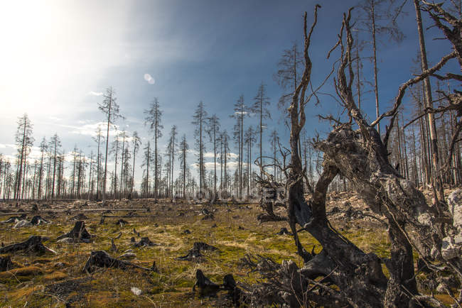 Burnt forest in Angelsberg, Sweden — Stock Photo