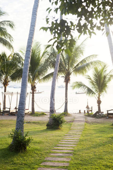 Palmiers et sentier menant à la plage de Koh Tao, Thaïlande — Photo de stock