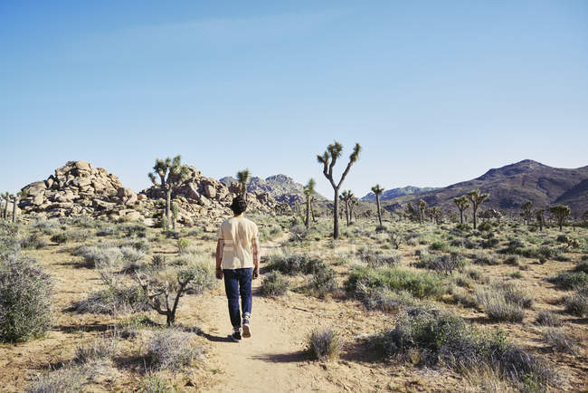 Vue arrière de l'homme marchant dans le parc national Joshua Tree, États-Unis — Photo de stock