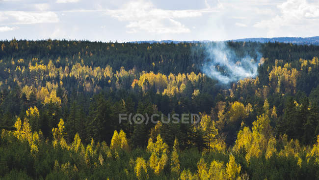 Forest at winter in Repovesi National Park, Finland — Stock Photo