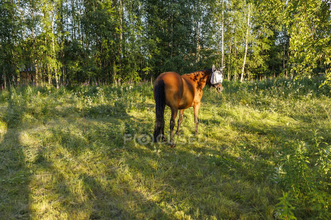 Cavallo con maschera a mosca in campo a Syssleback, Svezia — Foto stock