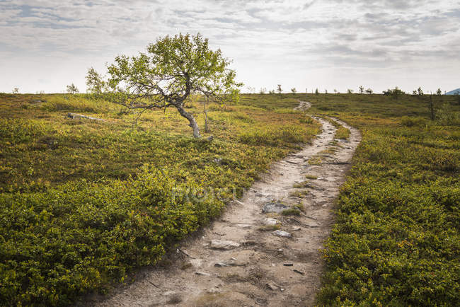 Camino de tierra a través del campo en Laponia, Suecia - foto de stock