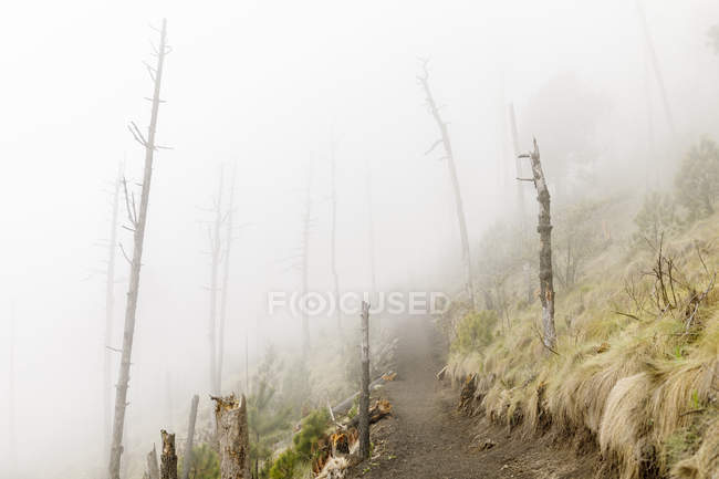 Foggy hiking trail in Acatenango, Guatemala — Stock Photo