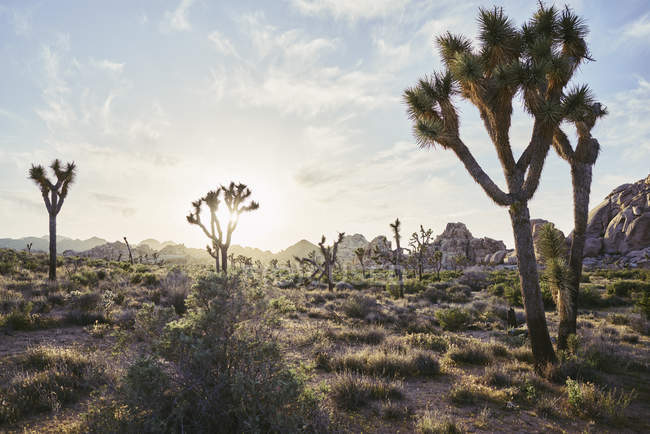Scenic view of sunset in Joshua Tree National Park, USA — Stock Photo