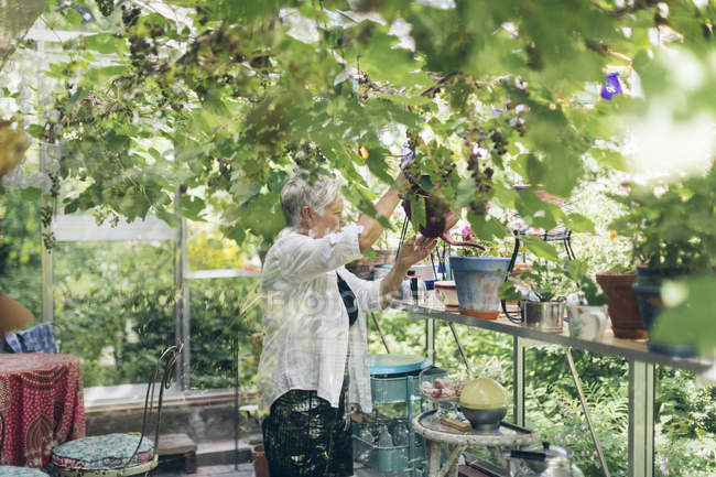 Donna anziana che annaffia le piante in serra nel Quarnstugan, Svezia — Foto stock