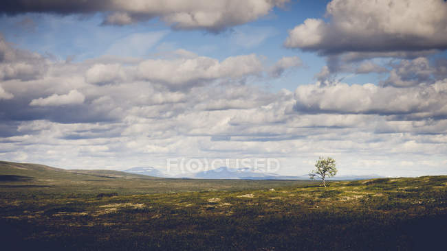 Árvore em campo na Reserva Natural Estrita de Kevo, Finlândia — Fotografia de Stock