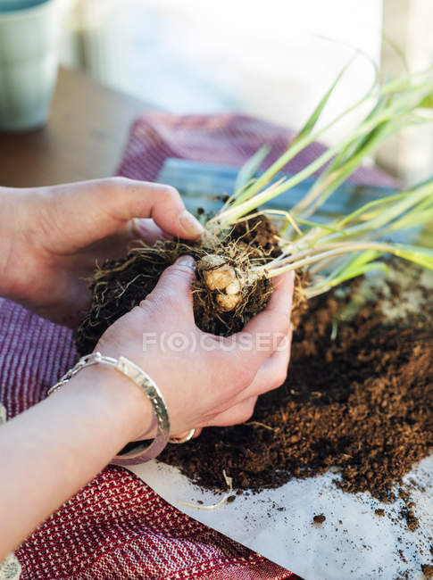 Female hands separating bulbs, selective focus — Stock Photo