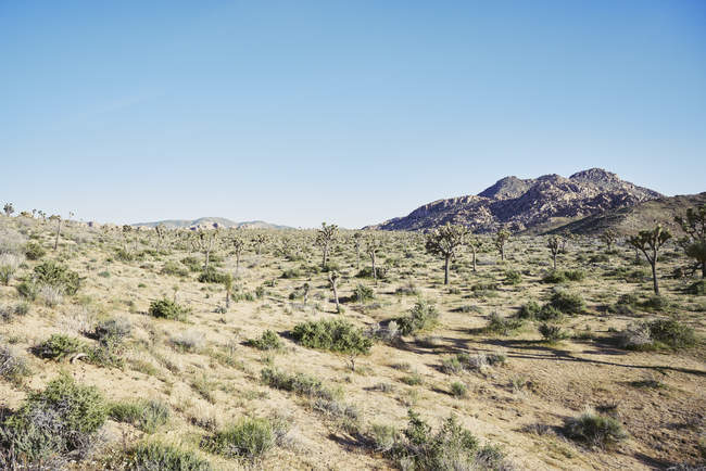 Vista panorámica del paisaje del Parque Nacional Joshua Tree, EE.UU. - foto de stock