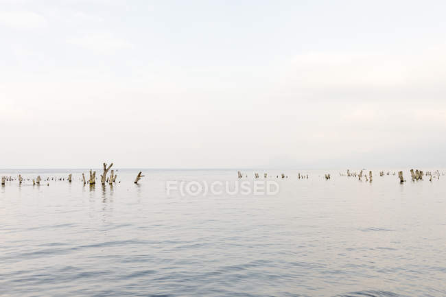Tocones de árboles en el lago Atitilan en Guatemala - foto de stock