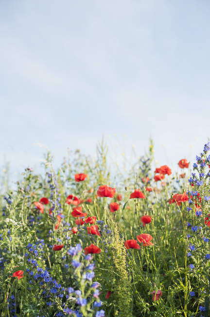 Poppies at field of wildflowers, selective focus — Stock Photo