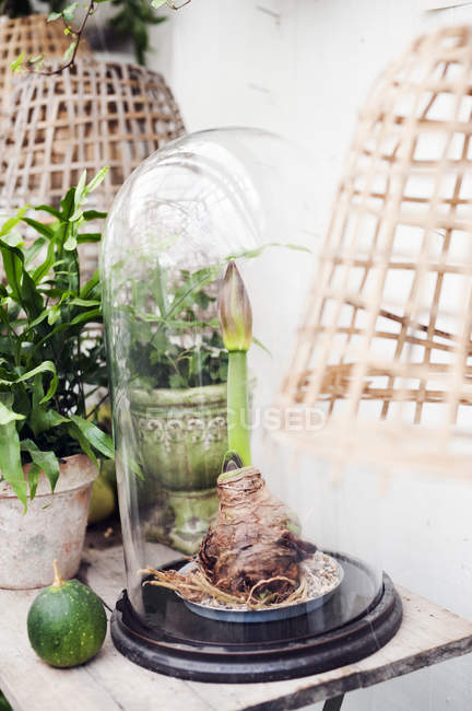 Amaryllis plant in glass cloche, focus on foreground — Stock Photo