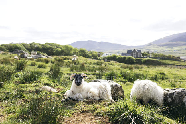 Schafe auf einem Feld auf der Insel Skye, Schottland — Stockfoto