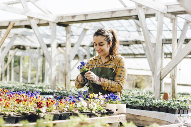 Працівник садового центру перевіряє рослини, вибірковий фокус — стокове фото