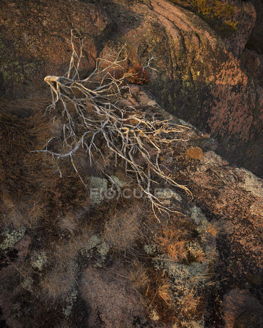 Árvore nua e líquen na rocha no Parque Nacional Skuleskogen, Suécia — Fotografia de Stock