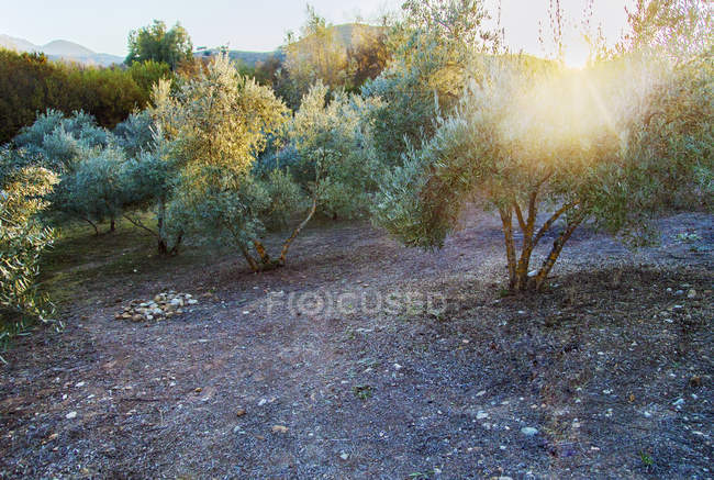Оливковая роща на закате, избирательный фокус — стоковое фото