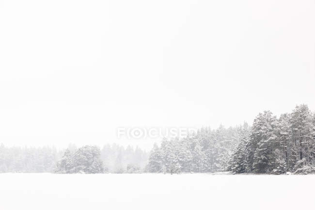 Verschneiter wald in lotorp, schweden — Stockfoto