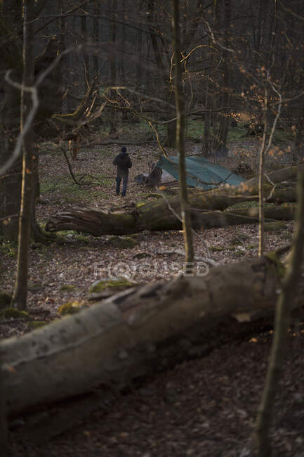 Вид сзади человека, разбивающего палаточный лагерь между деревьями в лесу — стоковое фото