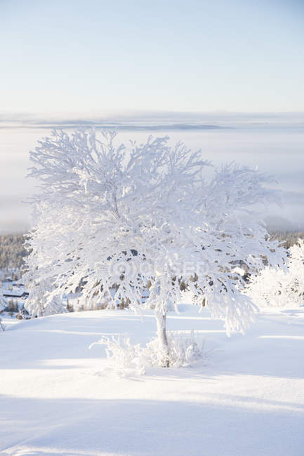 Деревья, покрытые снегом, избирательный фокус — стоковое фото