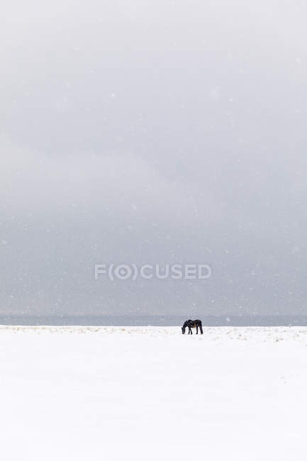 Cheval dans champ enneigé, mise au point sélective — Photo de stock