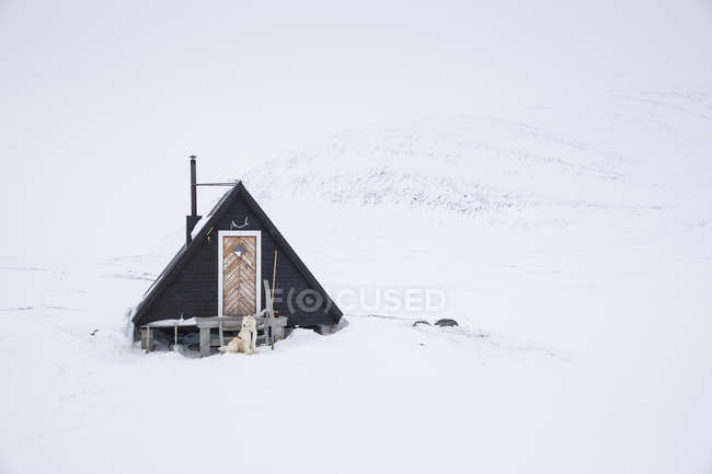 Dog outside cabin in snow, selective focus — Stock Photo