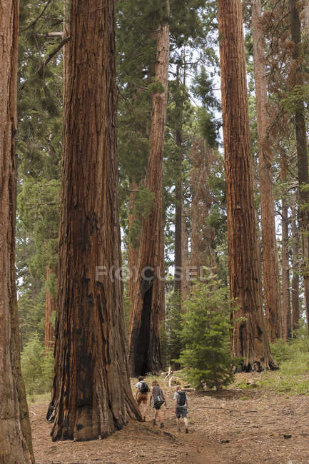 Caminhantes na floresta, foco seletivo — Fotografia de Stock