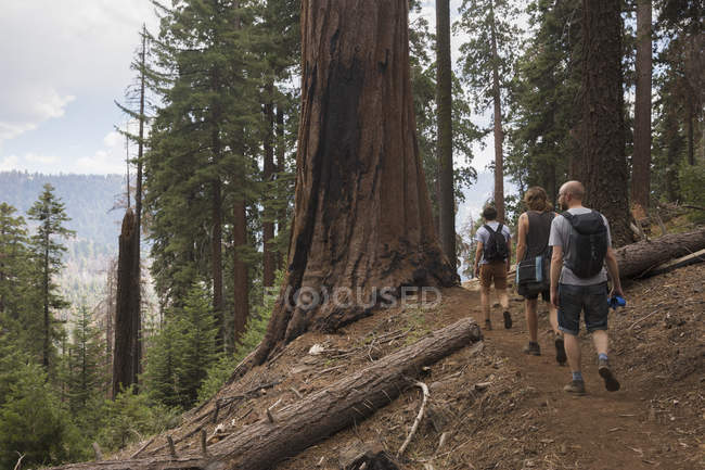 Escursionisti nella foresta, attenzione selettiva — Foto stock