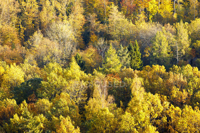 Vista panoramica della foresta durante l'autunno — Foto stock