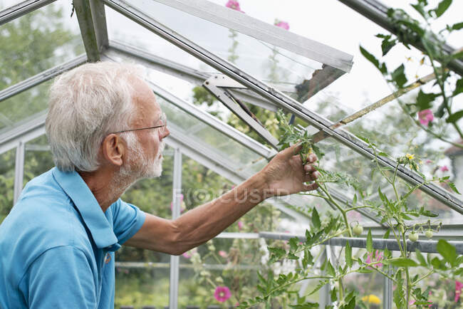 Senior man in glasses working in greenhouse, side view — Photo de stock