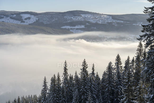 Pini innevati nella nebbia a Hedmark, Norvegia — Foto stock