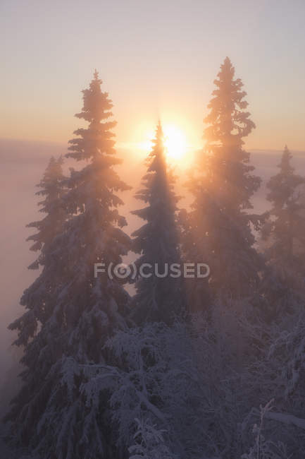 Schneebedeckte Bäume bei Sonnenuntergang — Stockfoto