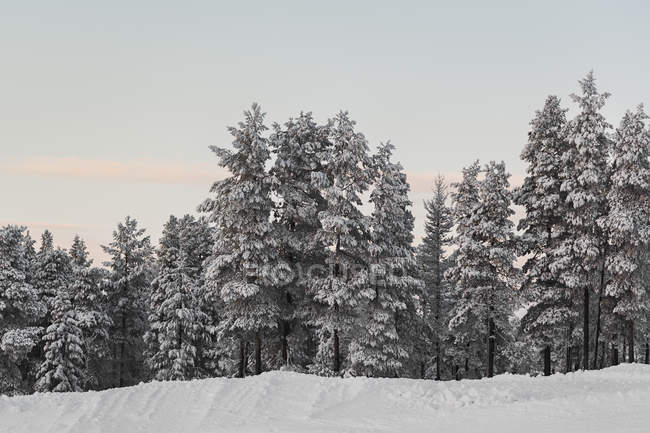 Vue panoramique sur la forêt d'hiver — Photo de stock