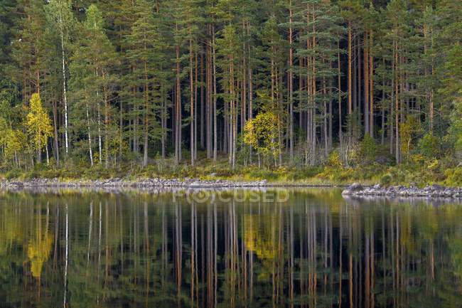 Forest by lake, selective focus — Stock Photo