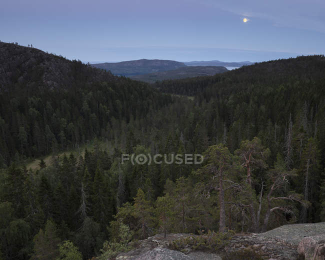 Bosque de pinos en el Parque Nacional Skuleskogen, Suecia - foto de stock