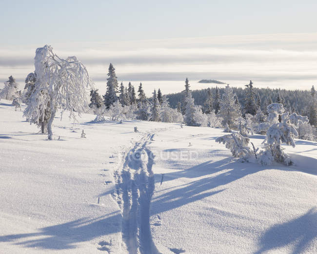Лыжные трассы через снег, выборочный фокус — стоковое фото