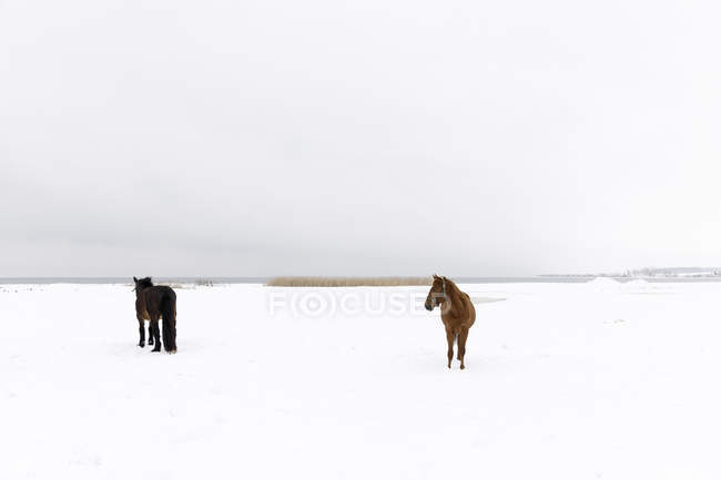 Pferde im schneebedeckten Feld — Stockfoto
