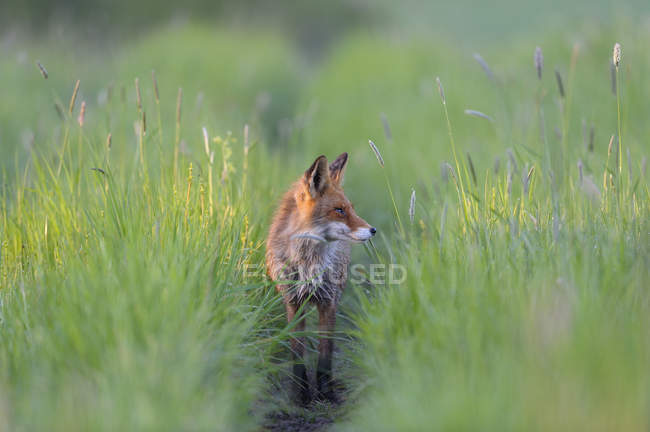 Fox in prato, focus selettivo — Foto stock
